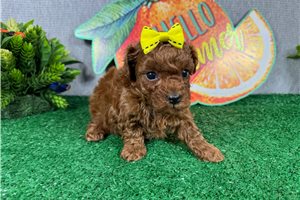 Madison - Poodle, Miniature for sale