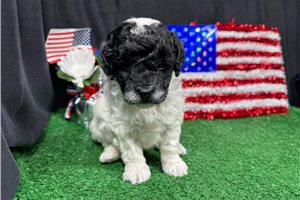Tyson - Poodle, Miniature for sale