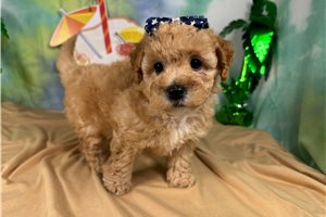 Teesha - Poodle, Miniature for sale