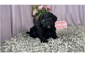 Caesar - Miniature Poodle for sale