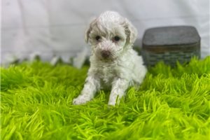 Sally - Poodle, Miniature for sale