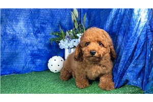 Mandela - Poodle, Miniature for sale