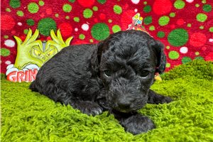 Levi - puppy for sale