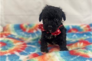 Midnight - Poodle, Toy for sale