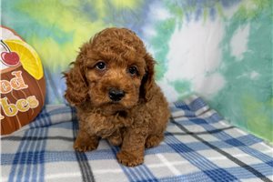 Mandela - Poodle, Miniature for sale