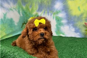 Madison - Poodle, Miniature for sale