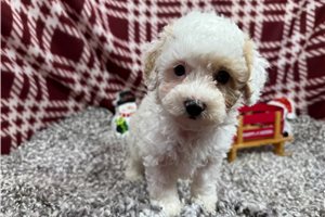 Lance - puppy for sale