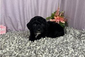 Coleman - Poodle, Miniature for sale