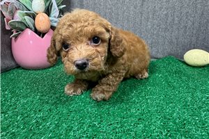 Hawk - Miniature Poodle for sale