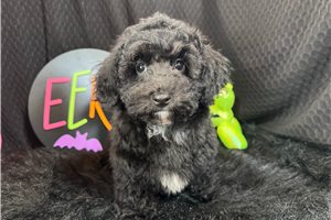 Colt - Miniature Poodle for sale