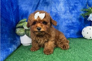 Madison - Poodle, Miniature for sale