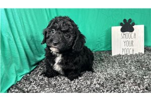 Coleman - Poodle, Miniature for sale
