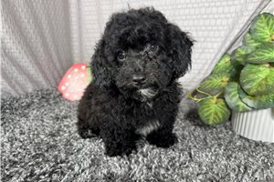 Hank - Poodle, Miniature for sale