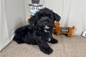 Colt - Miniature Poodle for sale