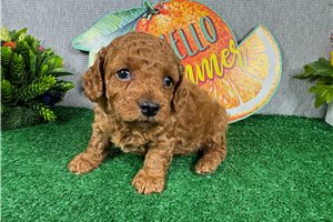Mandela - Poodle, Miniature for sale