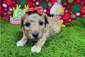 Lavendar - puppy for sale