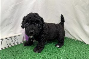 Hayden - puppy for sale