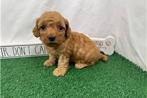 Habanero - Poodle, Miniature for sale