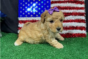 Teesha - Poodle, Miniature for sale