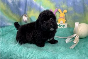 Hank - Poodle, Miniature for sale