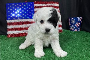 Tommy - Poodle, Miniature for sale