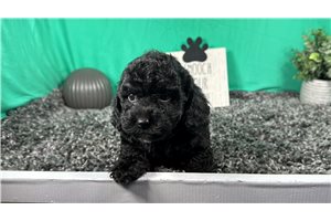 Caesar - Miniature Poodle for sale