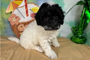 Tyson - Poodle, Miniature for sale