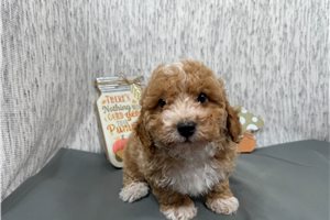 Max - puppy for sale