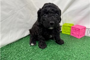 Harrison - Poodle, Miniature for sale