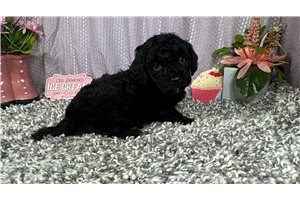 Colin - Poodle, Miniature for sale