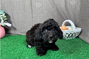 Harrison - Poodle, Miniature for sale