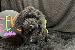 Colin - Miniature Poodle for sale
