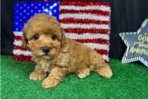 Manny - puppy for sale