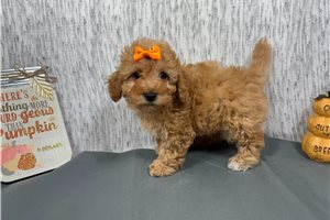 Morgan - puppy for sale