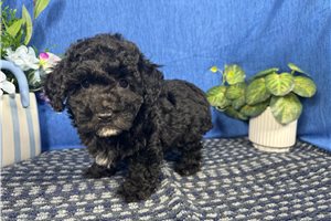 Colt - Miniature Poodle for sale