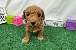Hawk - puppy for sale