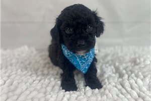 Smore - Toy Poodle for sale