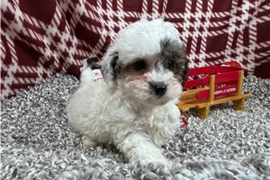 Lincoln - puppy for sale