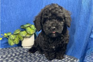 Colin - Miniature Poodle for sale