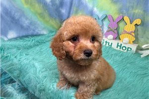 Habanero - Poodle, Miniature for sale
