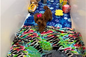 Madison - Poodle, Miniature for sale