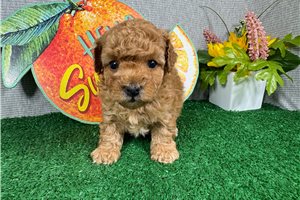 Manny - Poodle, Miniature for sale