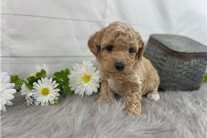 Scarlet - Poodle, Miniature for sale