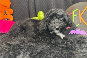 Coleman - Miniature Poodle for sale