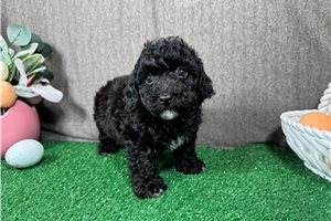 Hayden - Poodle, Miniature for sale