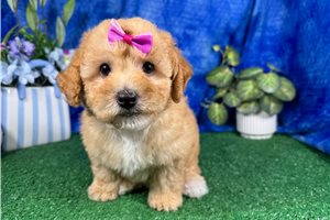 Teesha - Poodle, Miniature for sale