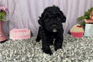Colt - Poodle, Miniature for sale