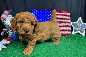 Mandela - Poodle, Miniature for sale