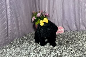 Cinnamon - Poodle, Miniature for sale