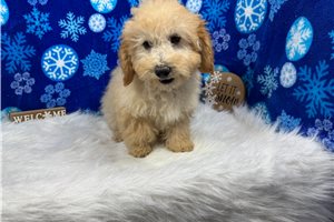 Milo - Poodle, Miniature for sale